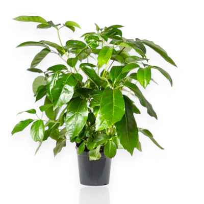 Schefflera actinophylla Amate da interno