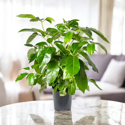 Pianta di Schefflera Amate decorativa