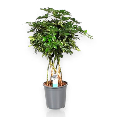 Schefflera arboricola Compacta
