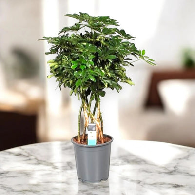 Schefflera arboricola 'Compacta'