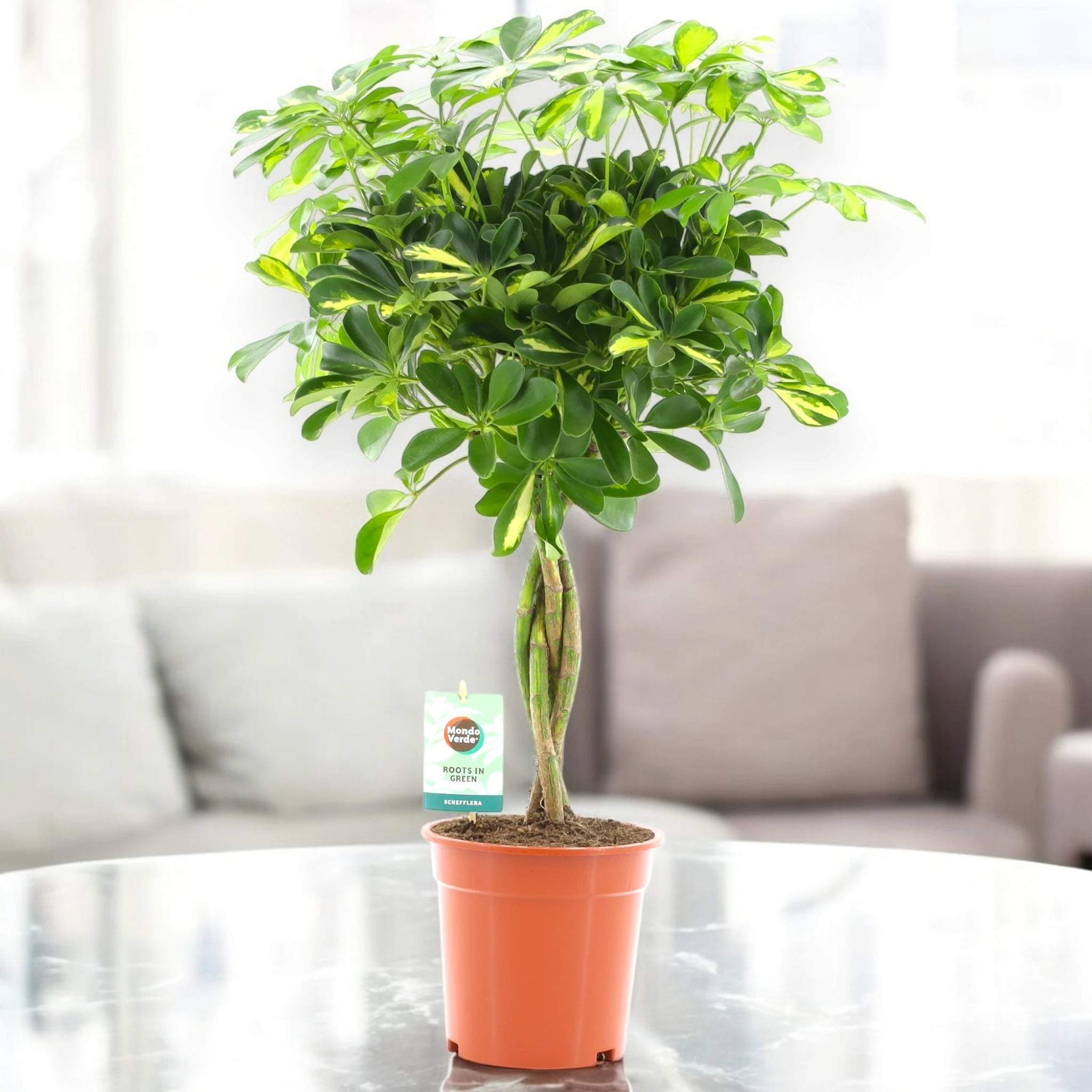 Schefflera arboricola 'Gold capella' con luce naturale