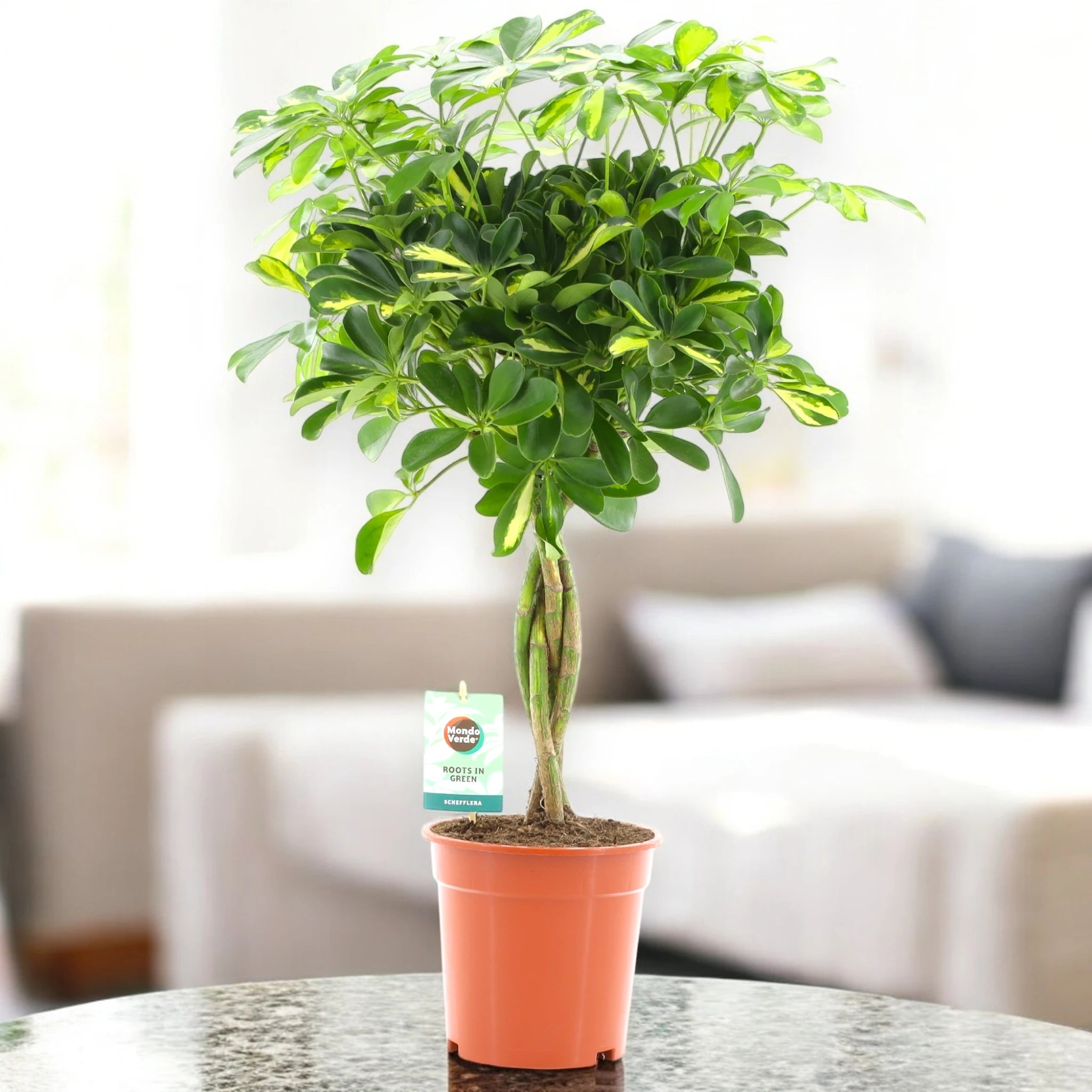 Schefflera arboricola 'Gold capella' in sala