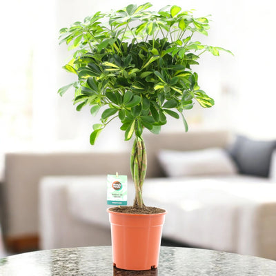Schefflera arboricola 'Gold capella' in sala
