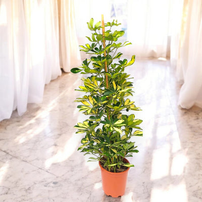 Schefflera Gold Capella in vaso, ambientata