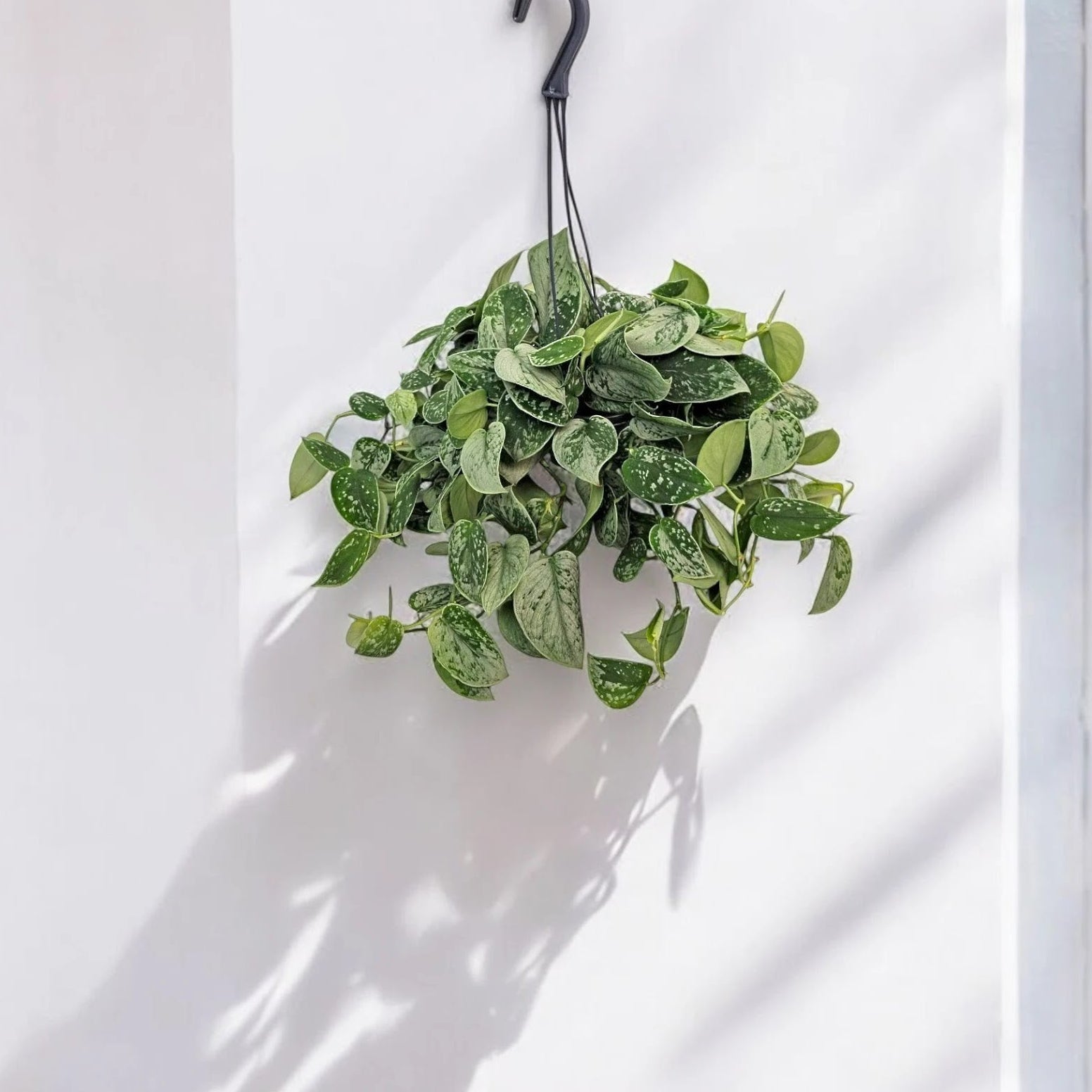 Scindapsus pictus 'Silvery Ann'