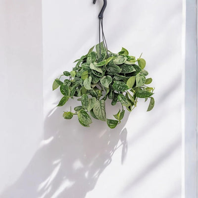 Scindapsus pictus 'Silvery Ann'