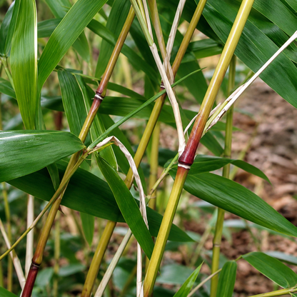 Bambù ornamentale dai culmi giallo-dorato che sfumano in un suggestivo rosso-rame