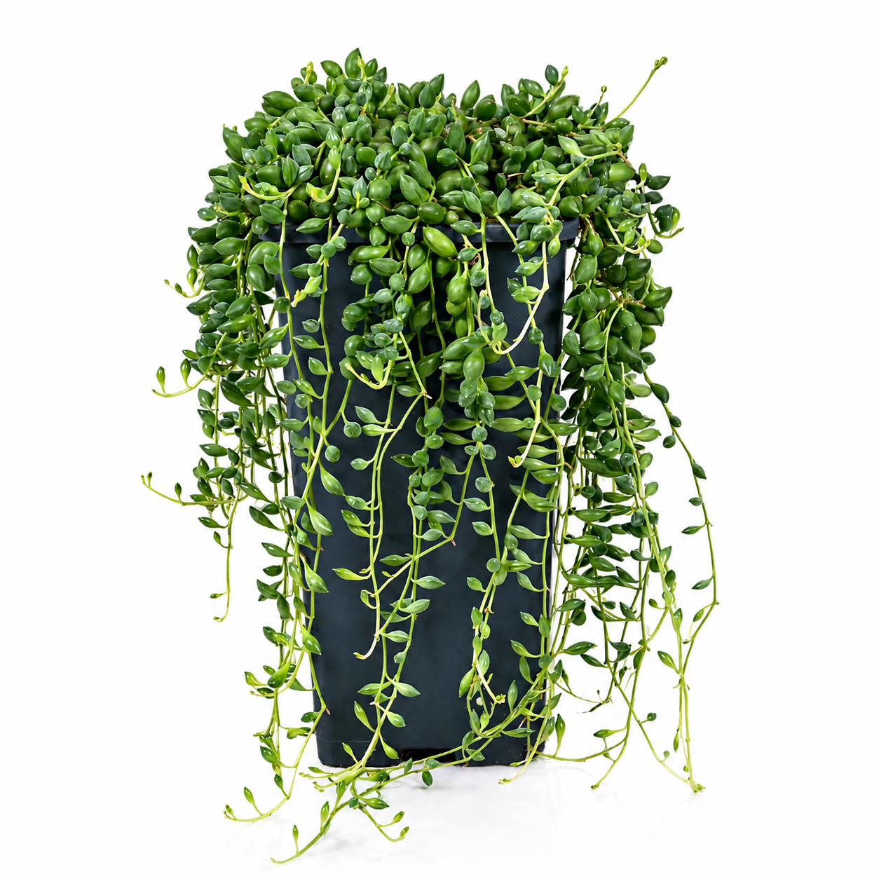 Senecio herreianus