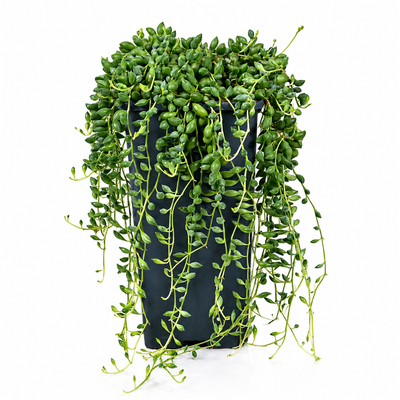 Senecio herreianus
