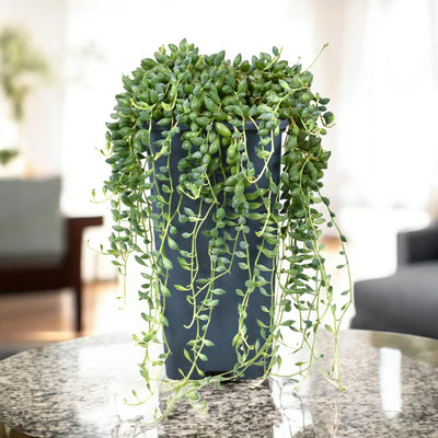Senecio herreianus