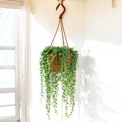 Senecio herreianus