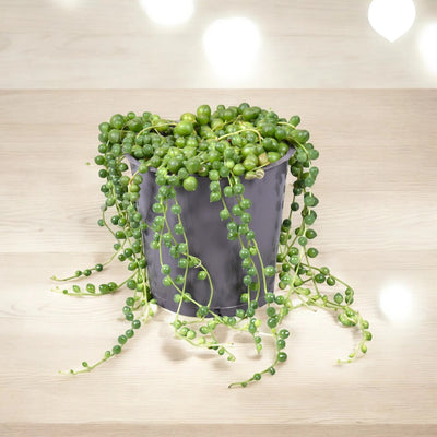 Senecio rowleyanus luce naturale