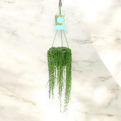 Senecio rowleyanus luce naturale