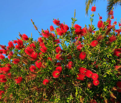 Filare fiorito di Callistemon  Laevis rosso