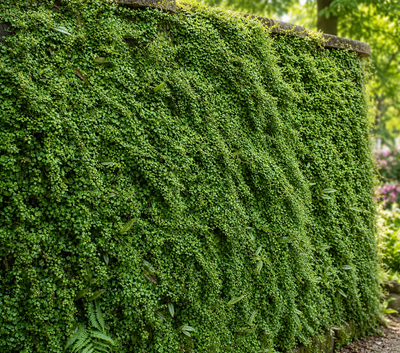 Parete verde di Muehlenbeckia complexa