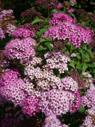 Spiraea japonica Shirobana - pianta in fiore
