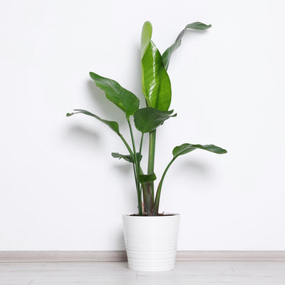 Pianta di Strelitzia nicolai in vaso