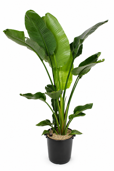 Pianta di Strelitzia nicolai in vaso