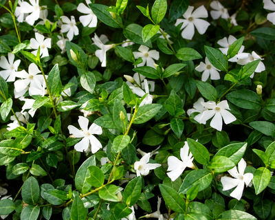 Fioritura bianca di Vinca minor Alba