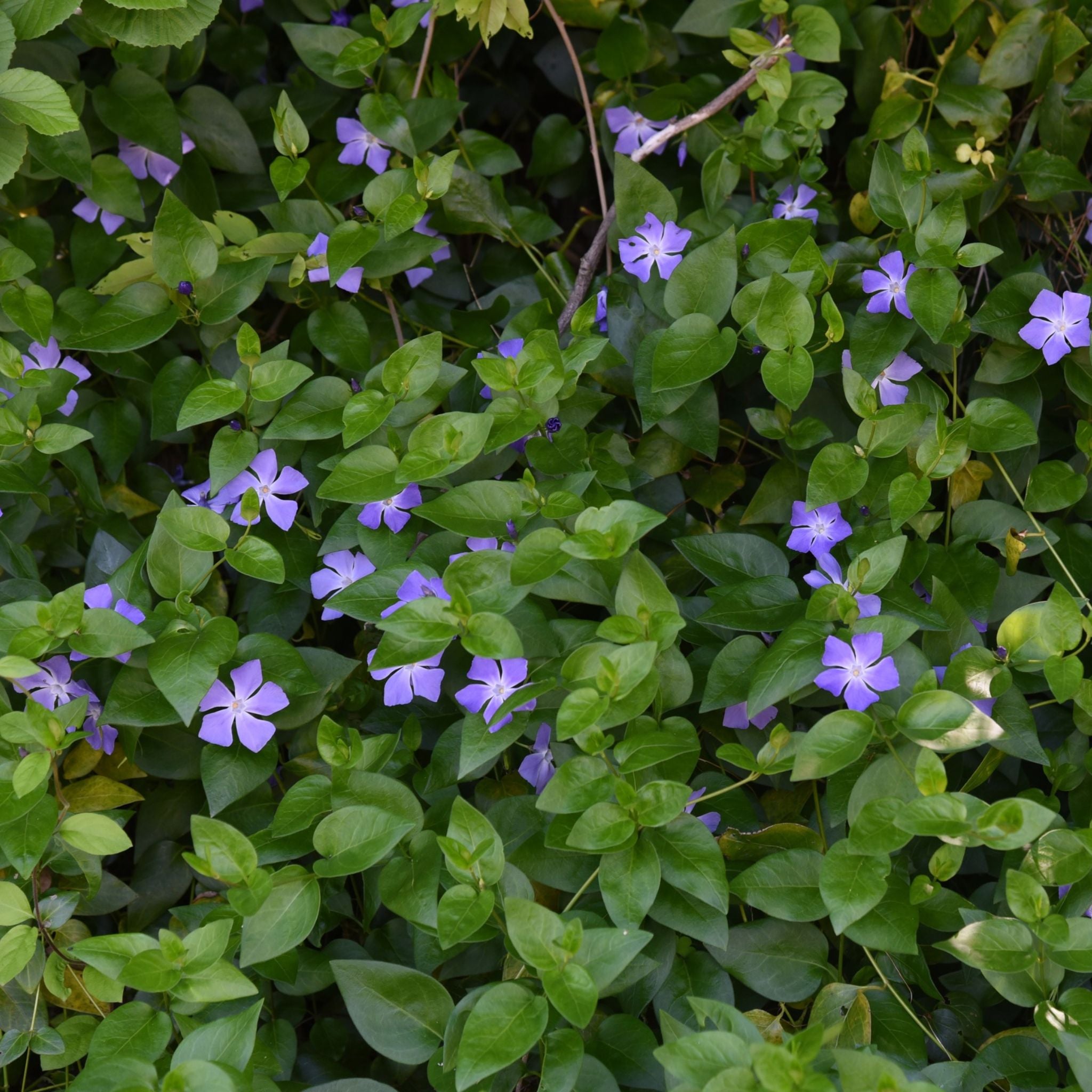 Fioritura blu-violetto di Vinca minor Ralph Shugert