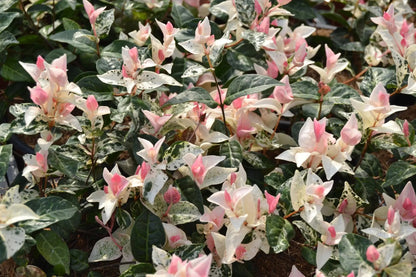 Foglie rosa di Trachelospermum asiaticum ‘Tricolor’