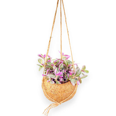 Tradescantia Sweetness in kokedama