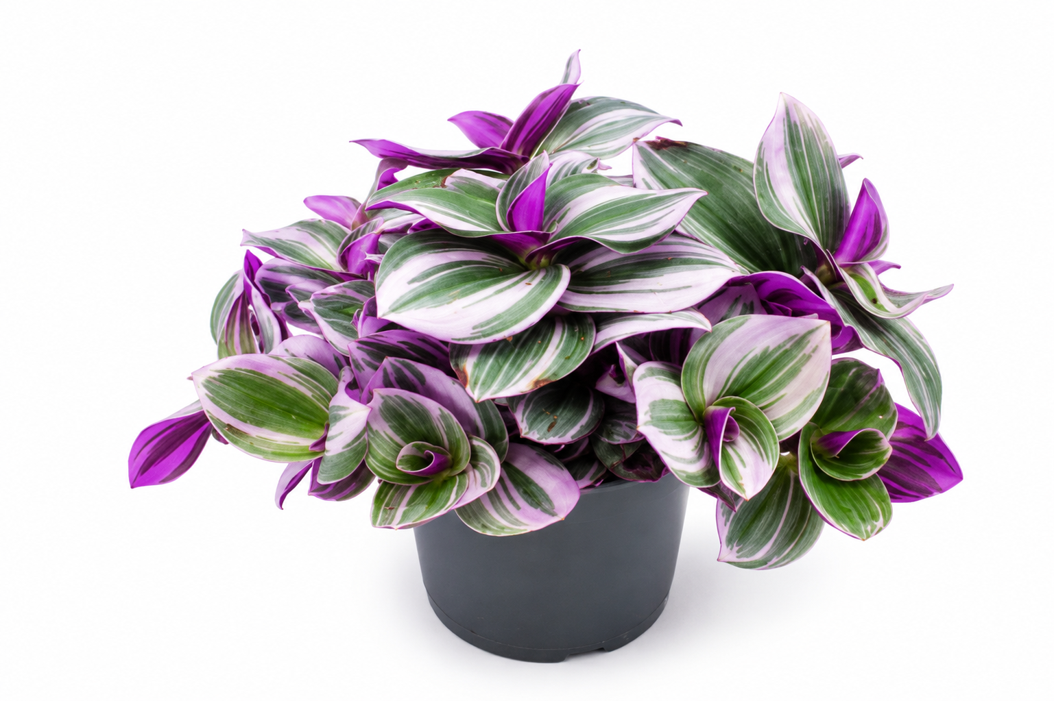 Tradescantia cerinthoides 'Nanouk' sfondo bianco