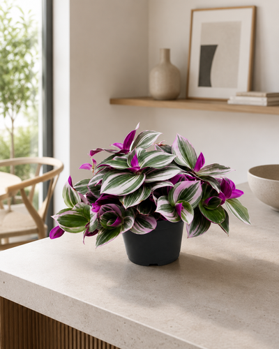Tradescantia cerinthoides 'Nanouk' in sala