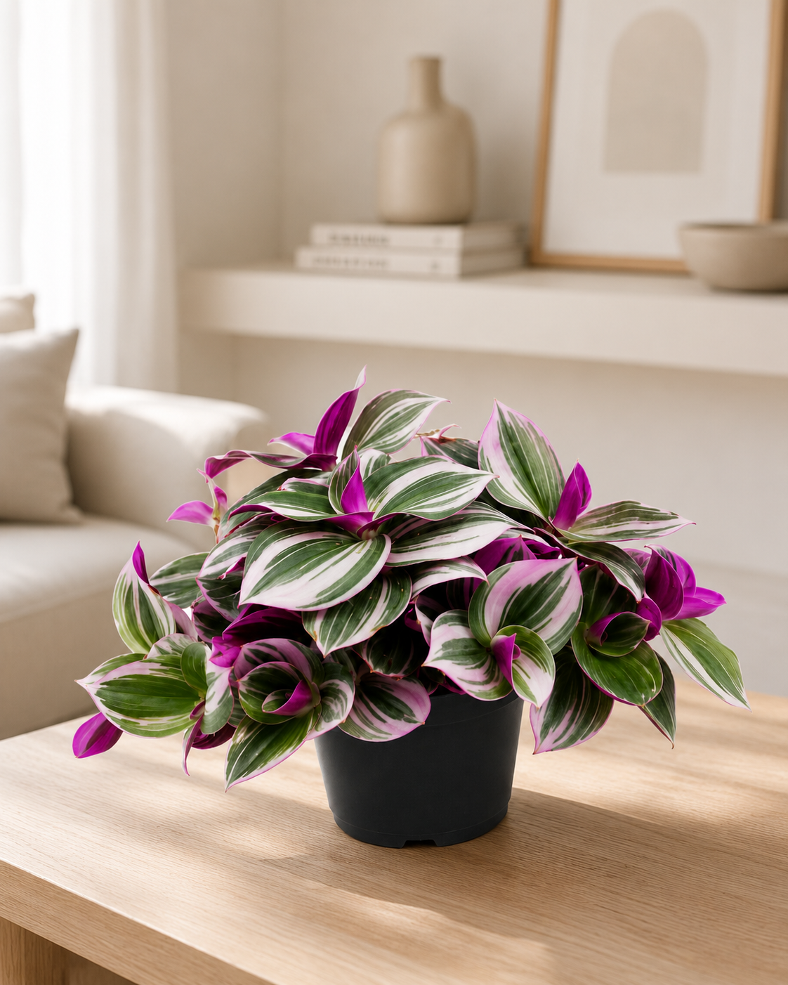 Tradescantia cerinthoides 'Nanouk' in salotto
