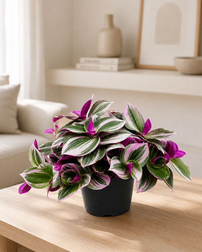 Tradescantia cerinthoides 'Nanouk' in salotto