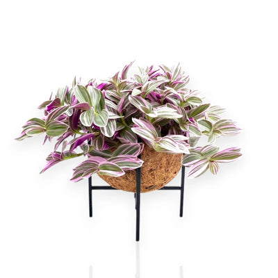 Tradescantia cerinthoides 'Sweetness' con fogliame ricadente coltivata in un elegante ambiente interno.