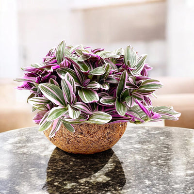 Tradescantia cerinthoides 'Sweetness' in vaso decorativo appoggiata su un tavolo in un soggiorno luminoso.