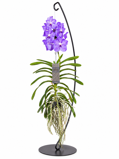 Vanda 'Light Blue'