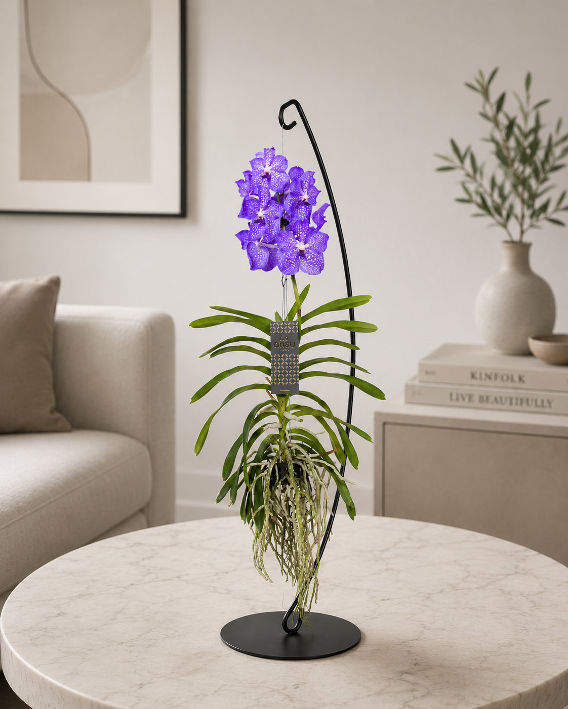 Vanda 'Light Blue'
