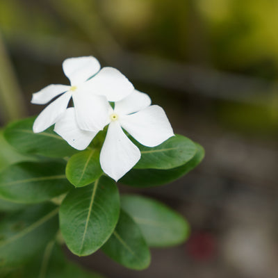 Fiore bianco di Vinca minor Alba
