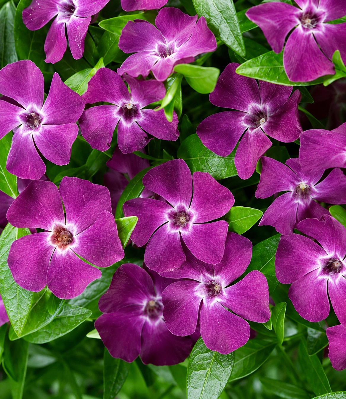 Fiori porpora di Vinca Atropurpurea