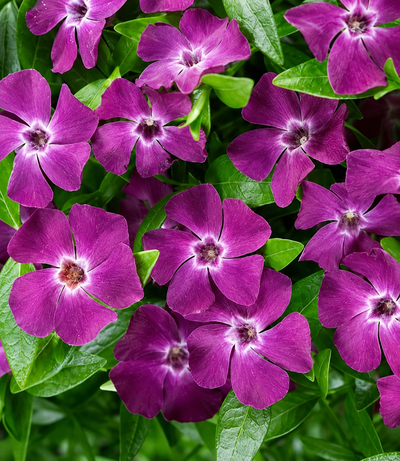 Fiori porpora di Vinca Atropurpurea