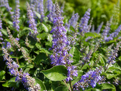 Spighe blu-viola di Vitex Chicagoland Blues