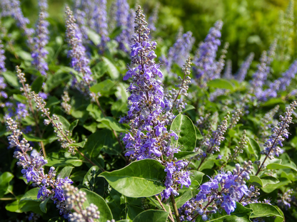 Spighe blu-viola di Vitex Chicagoland Blues