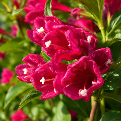 Fiori rosso intenso di Weigela Big Love