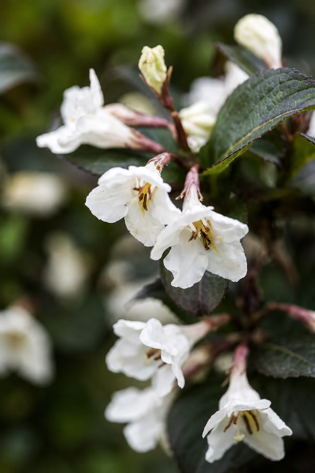 Fiori bianchi della Weigela Ebony And Ivory
