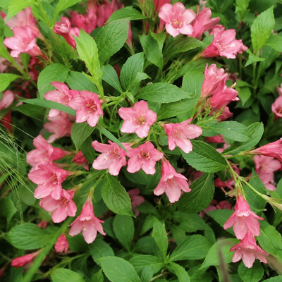 Fiori rosa di Weigela Picobella Rose