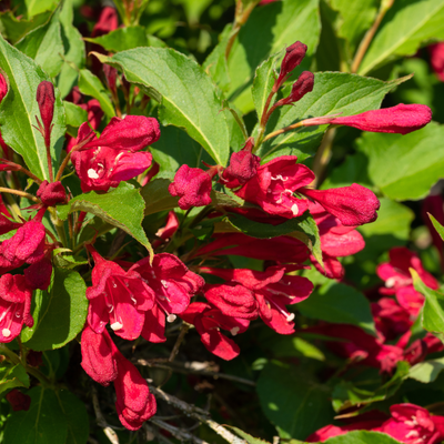 Fiori rossi di Weigela Picobella Rosso