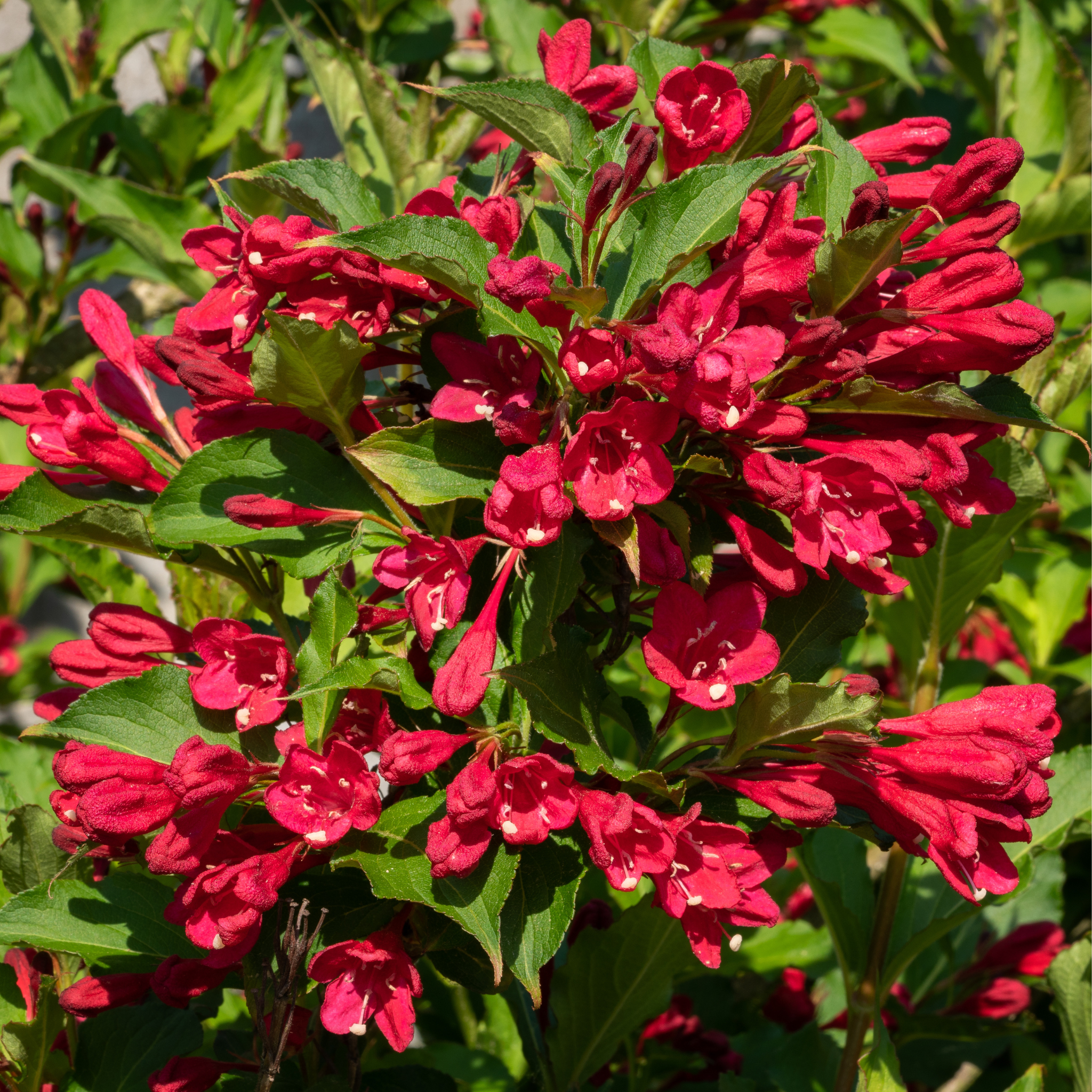 Arbusto fiorito di Weigela Picobella Rosso