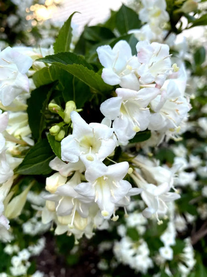 Fiori bianchi di Weigela Snowflake