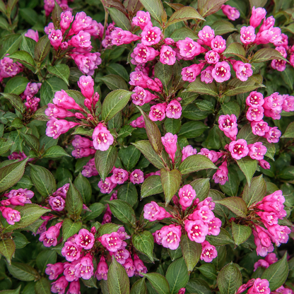 Fiori rosa di Weigela florida Purpurea