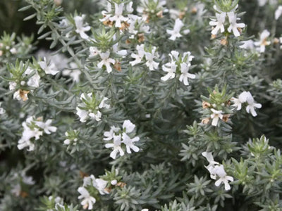 Fiori bianchi di Westringia Alba