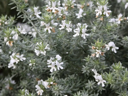 Fiori bianchi di Westringia Alba
