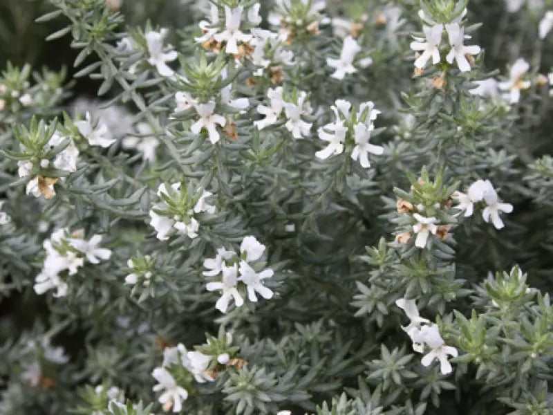 Fiori bianchi di Westringia Alba