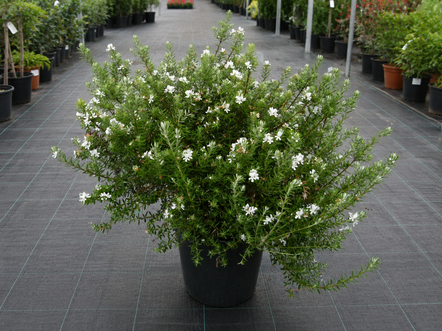 Arbusto di Westringia Alba in vivaio